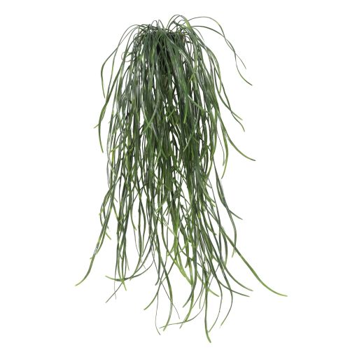 Hanging indoor plant